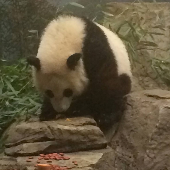 Meet your Posher, Amy - Picture 1 of 1